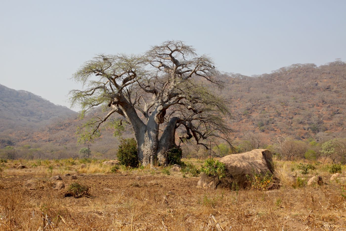 The Baobab