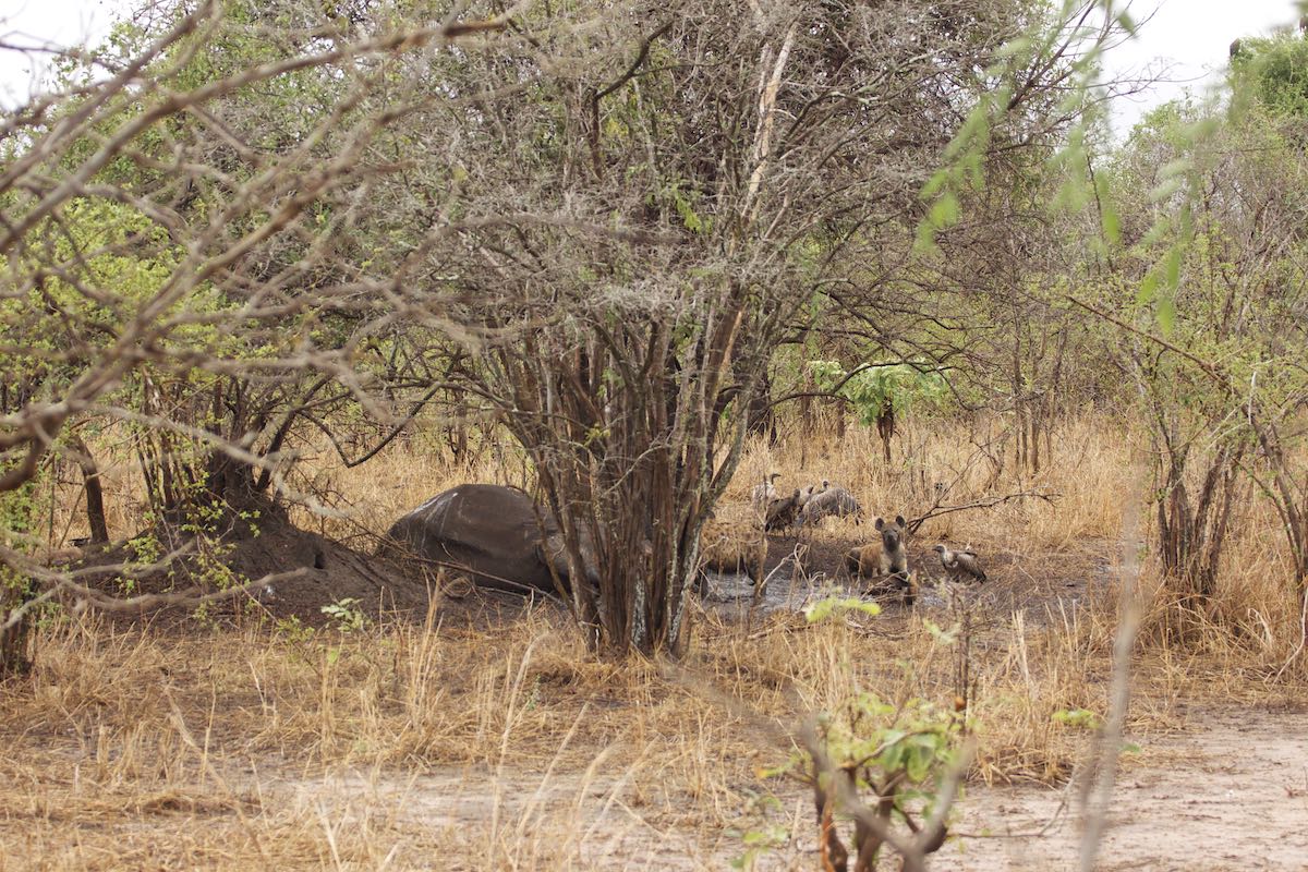 South luangwa 11