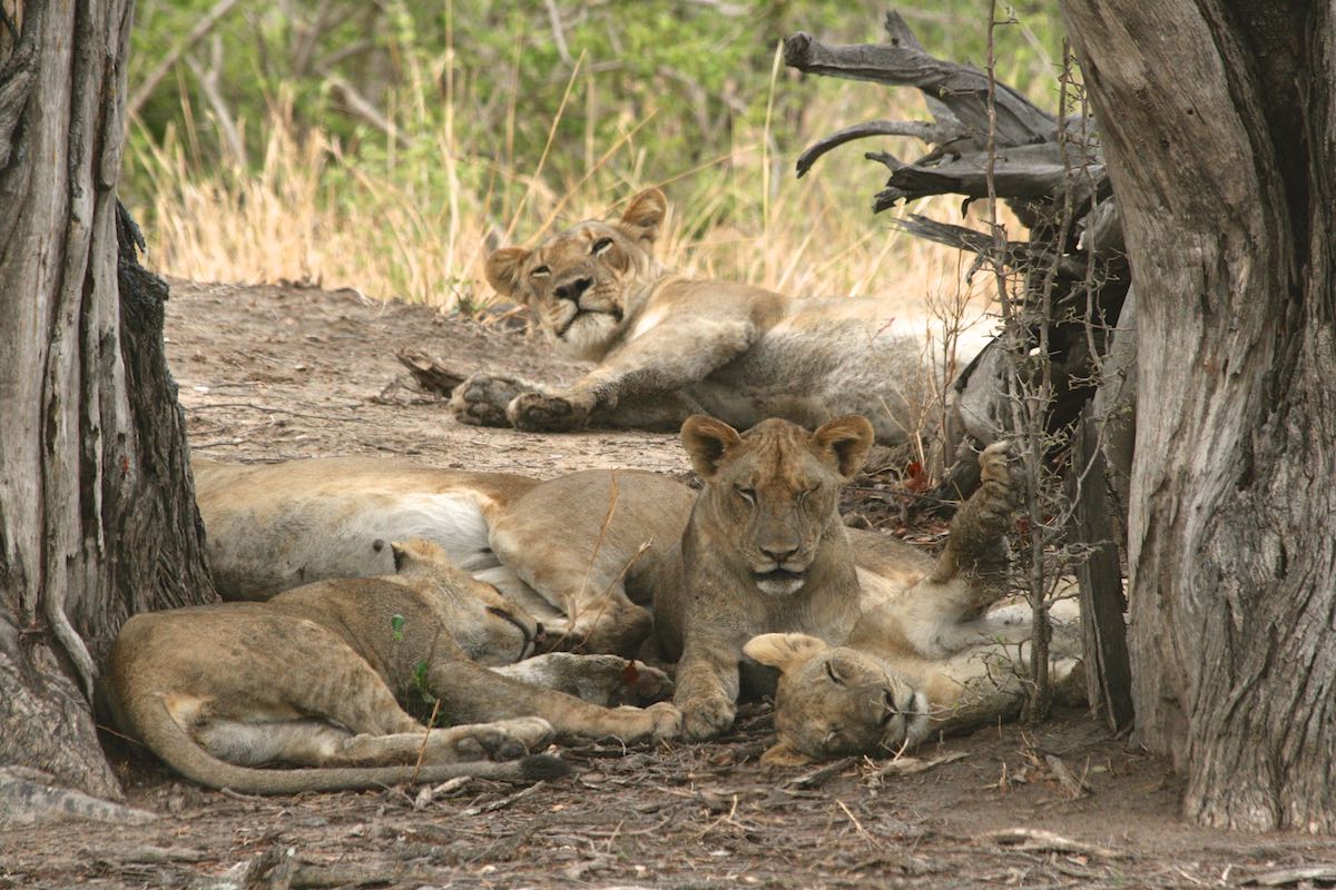 South luangwa 76
