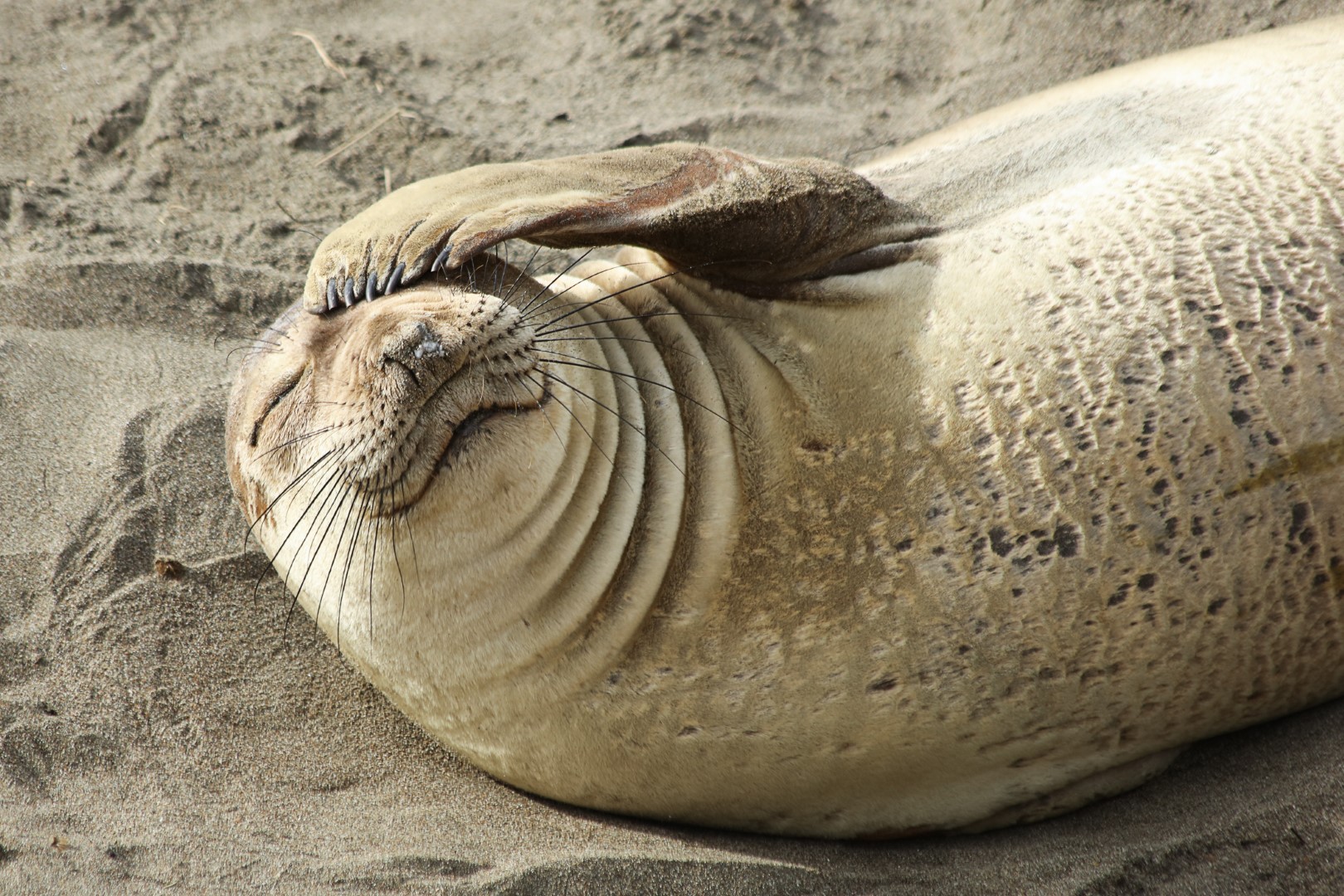 Elephant Seal