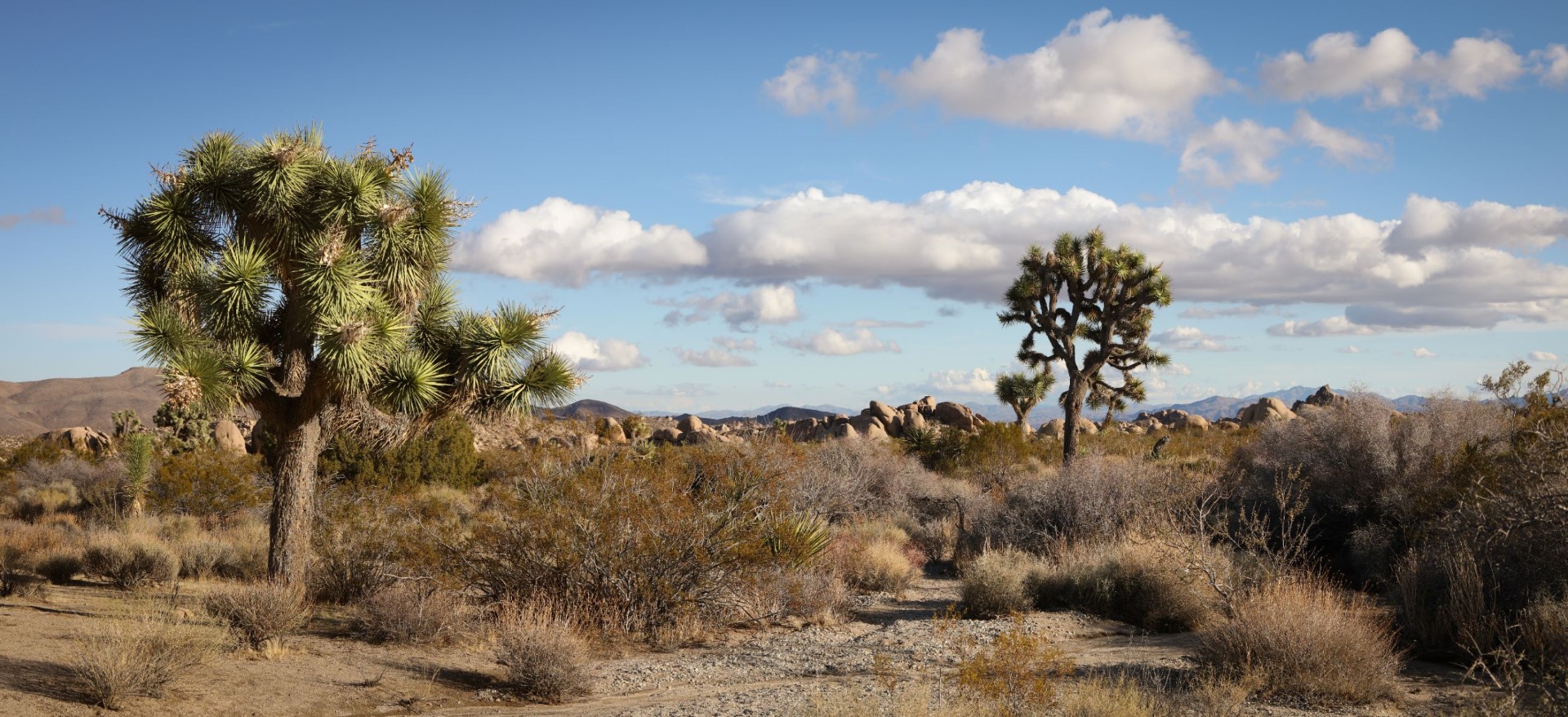 Joshua Tree National Park